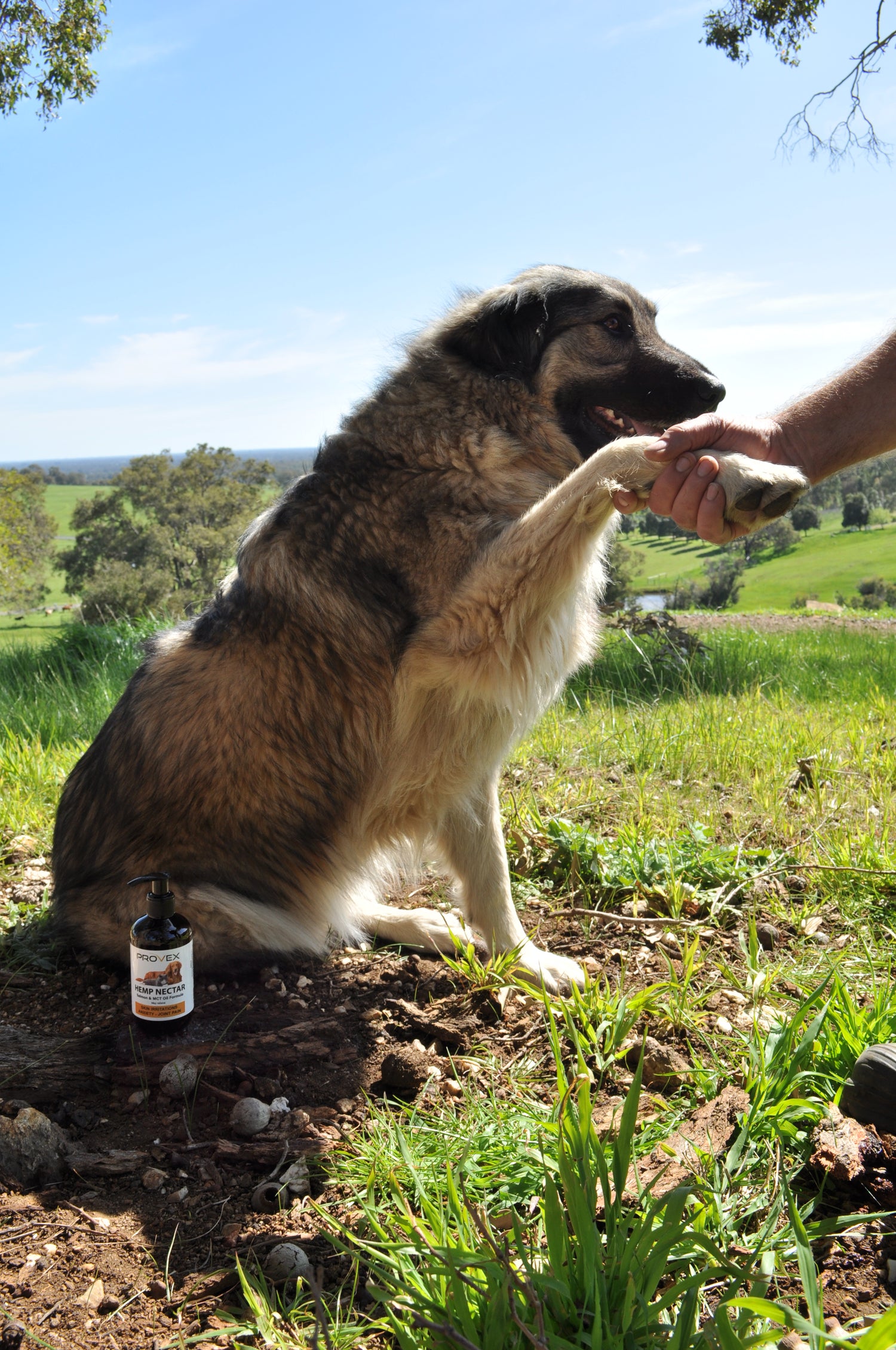 Nectar + Mackerel Treat bundle | Buy together and save